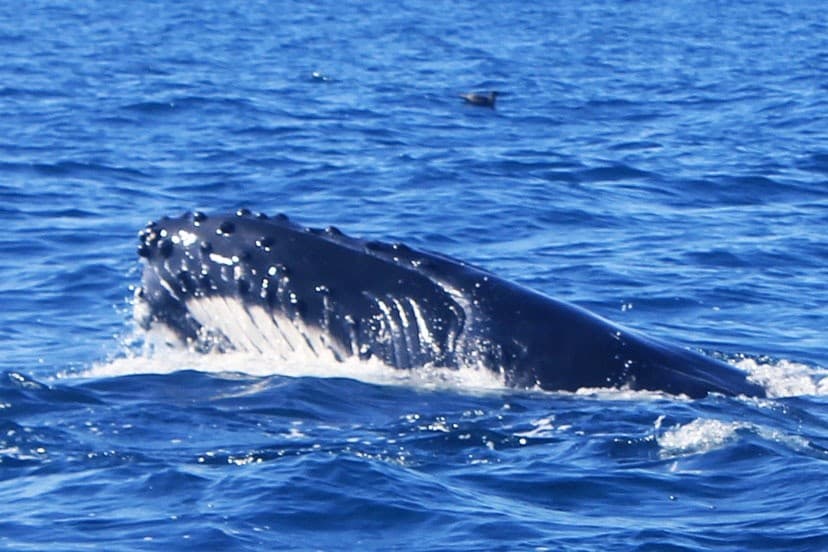 Private Boat Tour of Jervis Bay: Snorkel, Dolphins & Coastal Cliffs