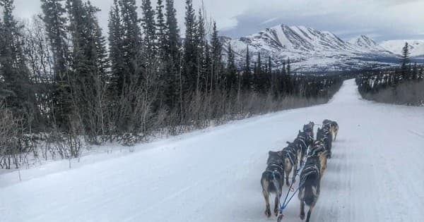 Dog Sledding Adventure with Squid Acres Kennel near Denali