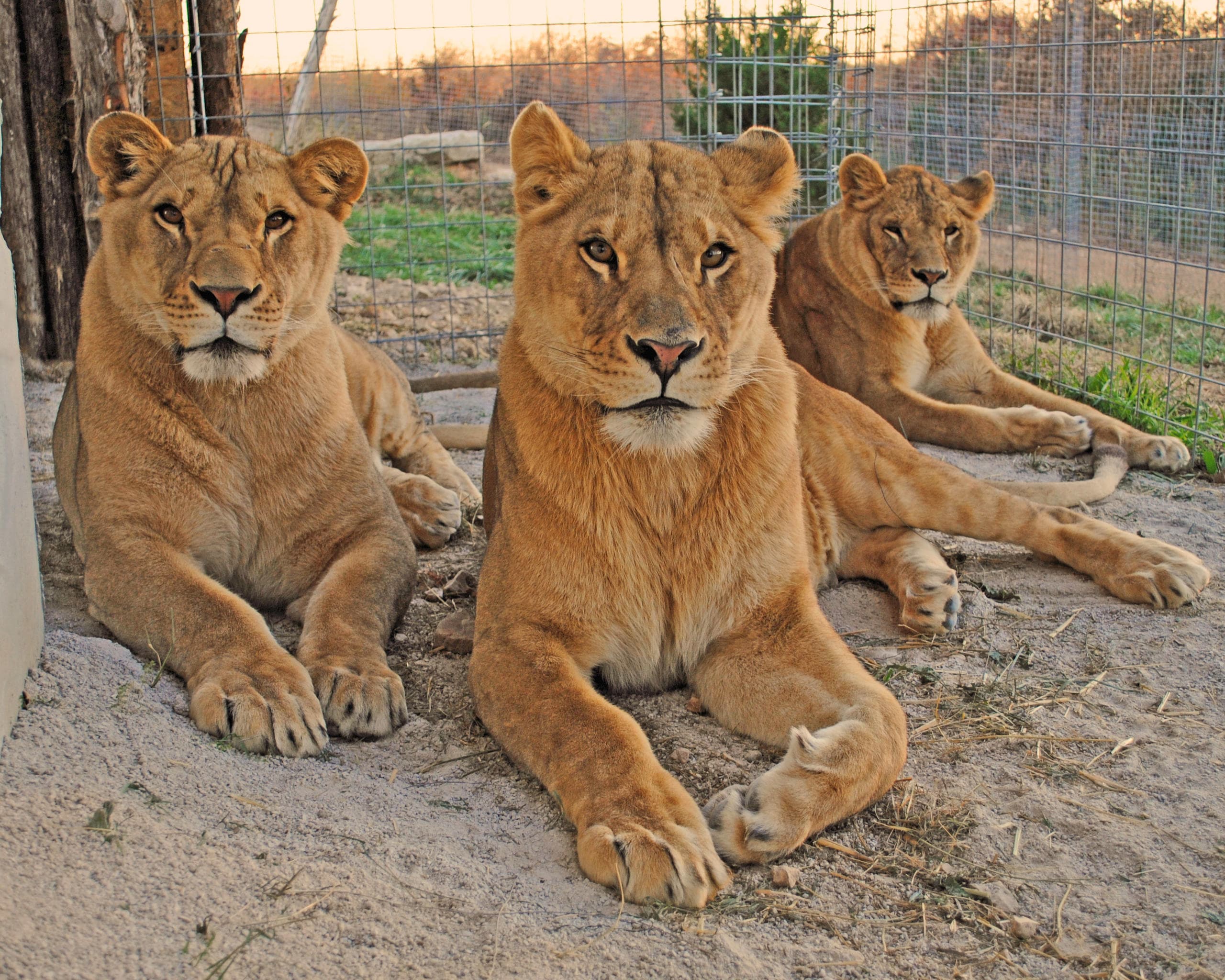 Three lionesses resting together in sandy sanctuary habitat