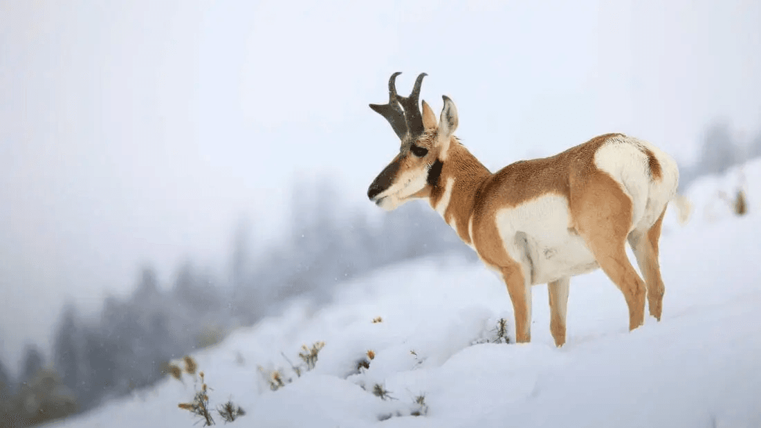 Yellowstone Winter Wildlife Safari by Yellowstone Safari Company
