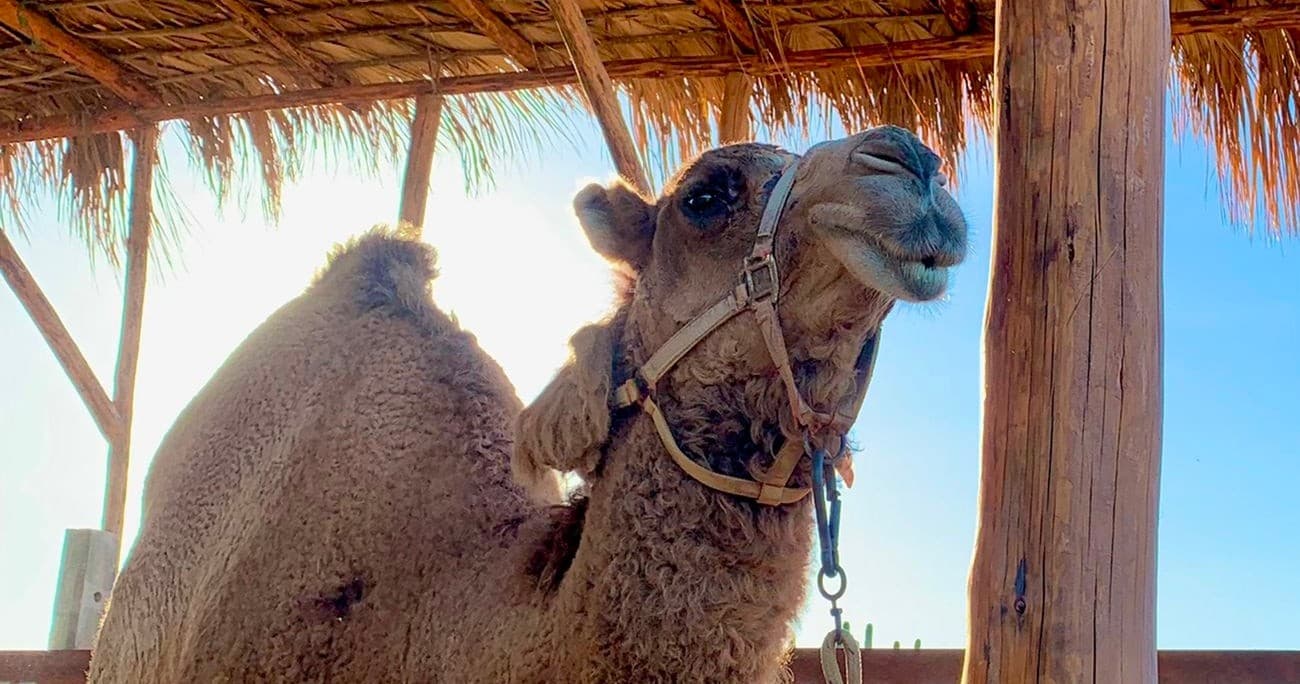 Kabubi Ride | Sightseeing Tour in Cabo San Lucas |  photo 1