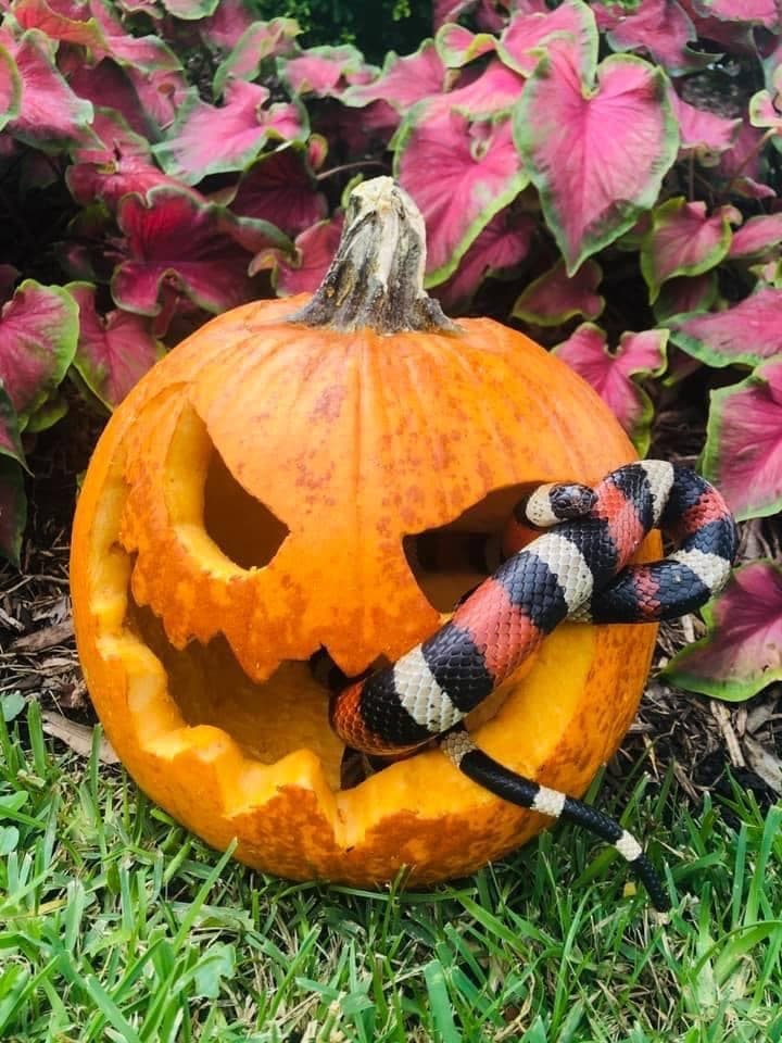 Carved pumpkin with decorative snake outdoors on grass