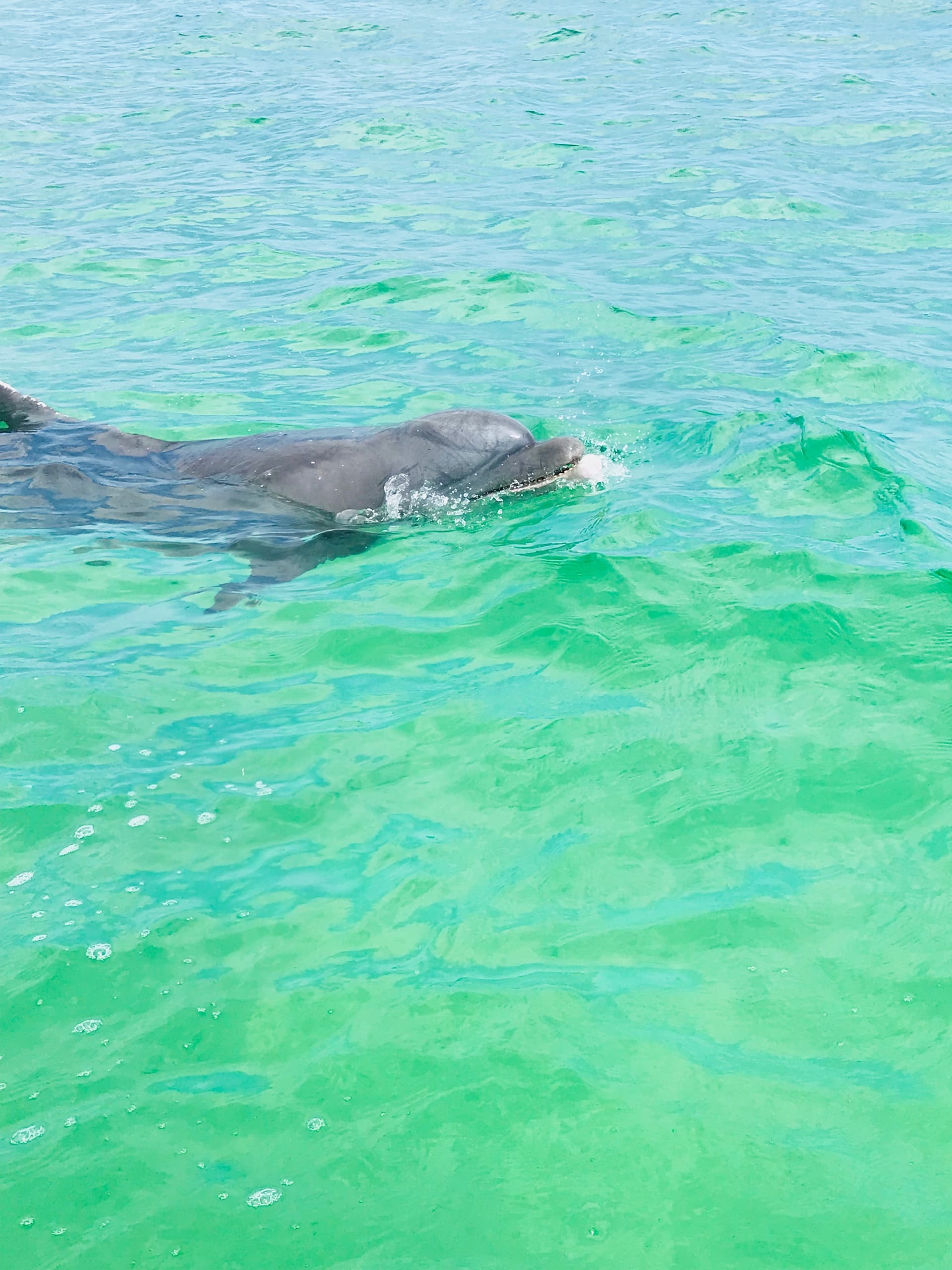 Dolphin swimming near surface in vivid turquoise ocean waters