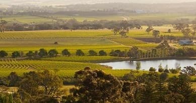 Aerial vineyard landscape with lake in Barossa Valley at golden hour