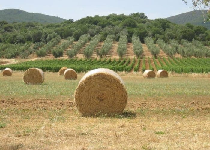 Wine Tasting & Tuscan Vistas with Discovery Guided Tours from Amalfi Coast