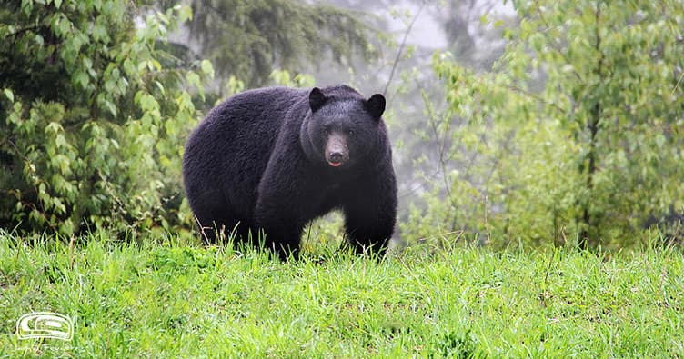 Black bear standing in wildflower meadow, cautious approach
