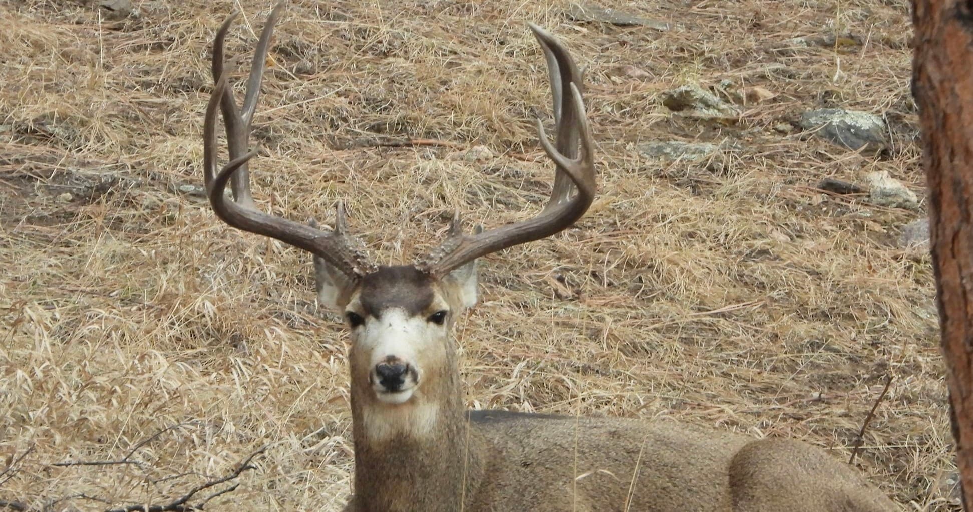 Premier Mule Deer Trophy Hunts at Dry Creek Ranch in Westcliffe, Colorado