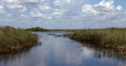 Scenic marsh waterway flanked by reeds under blue skies in Everglades