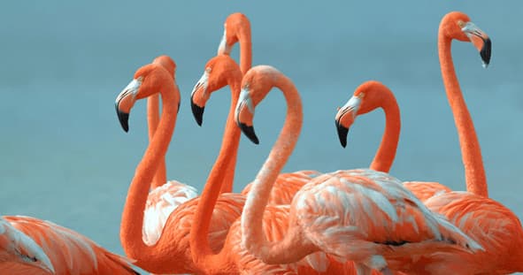 Bird Watching Tour in Cancún, Quintana Roo, Mexico