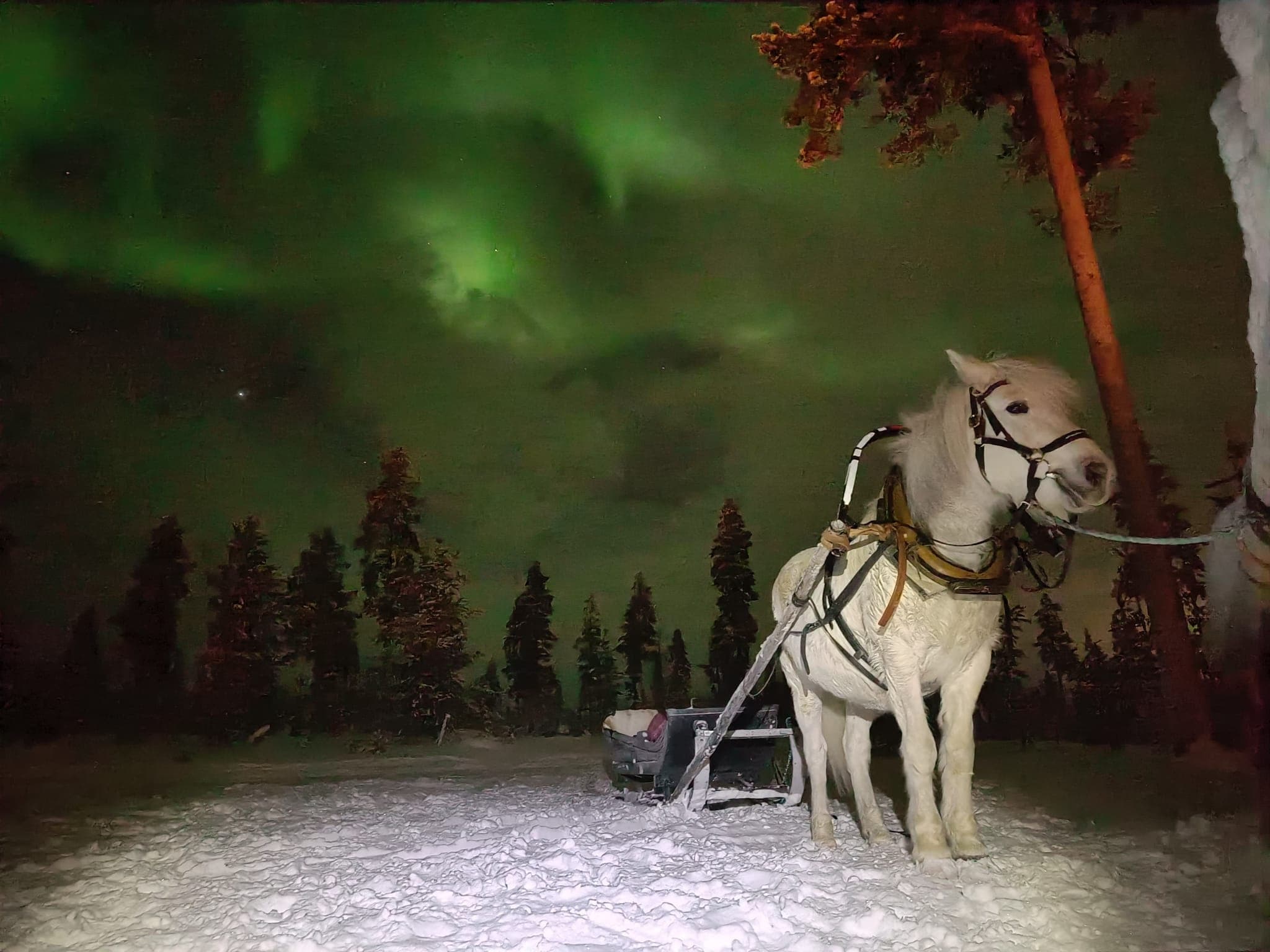 Winter Wildlife & Aurora Tour at Kakslauttanen