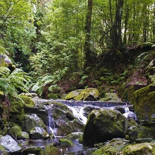 Levada do Rei - Ribeiro Bonito by Experiences Madeira