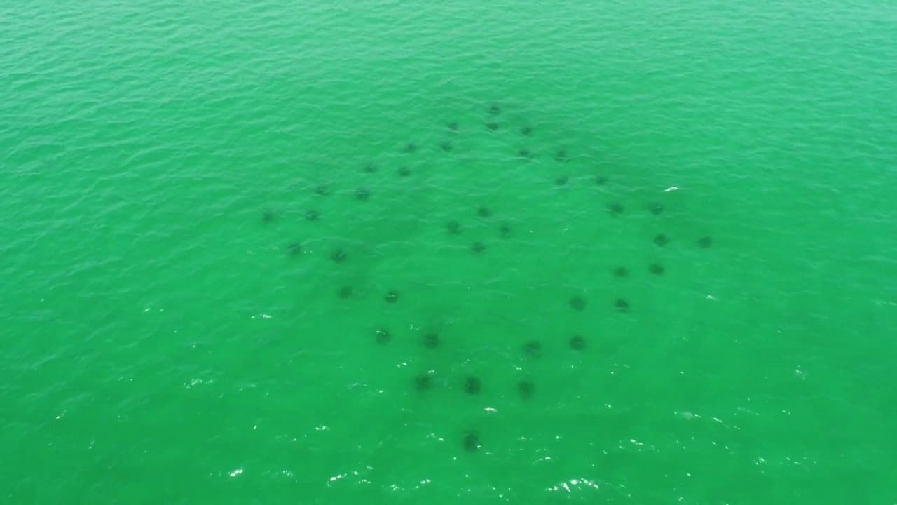 Snorkeling Adventure with Adrift Adventures in Fort Walton Beach
