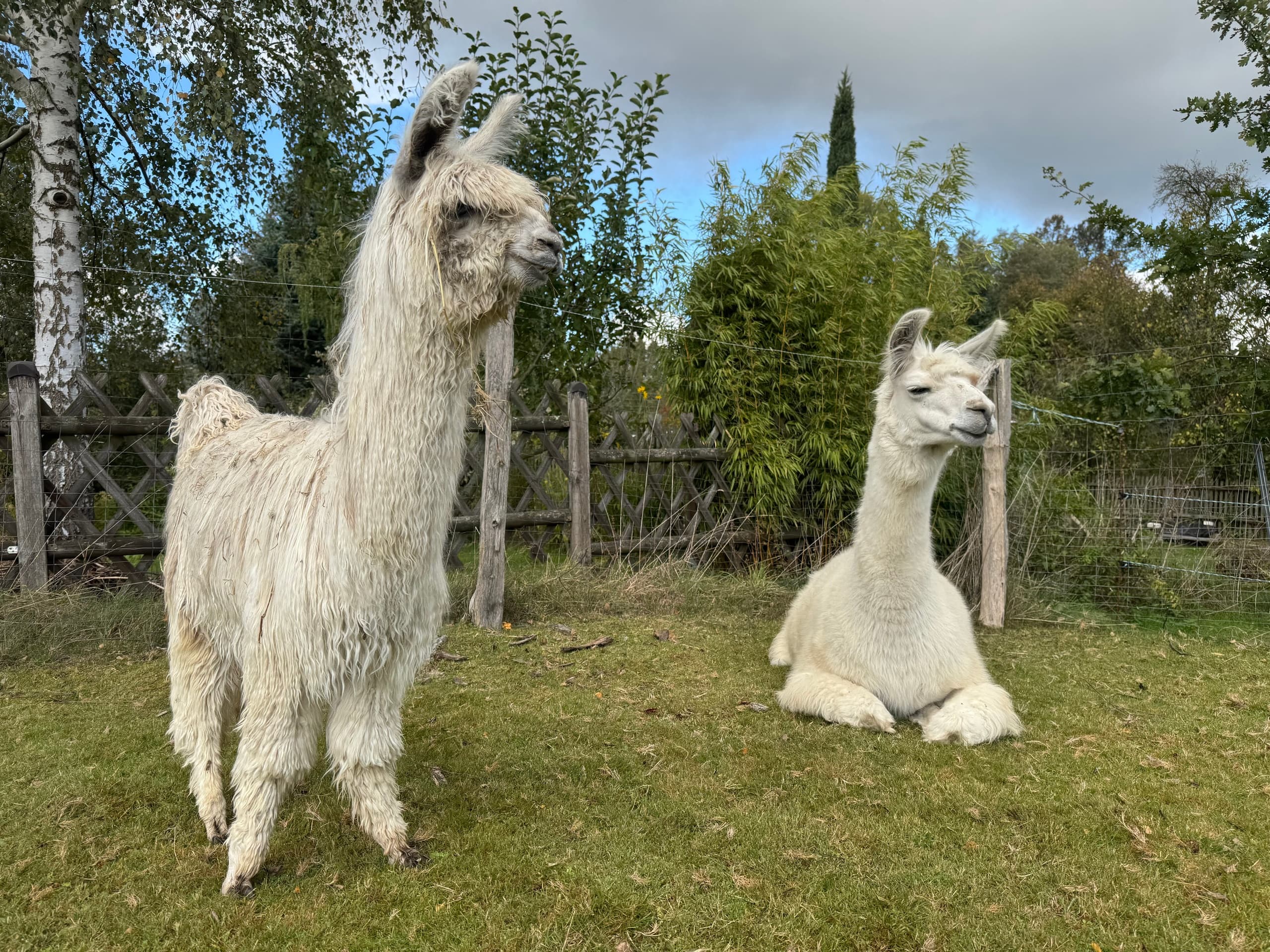 Close Encounters: Hofführung Camel, Llama & Alpaca Farm Tour in Schönau-Berzdorf photo 3