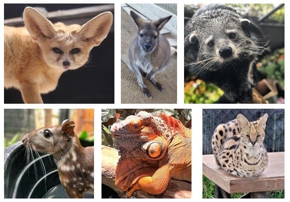 Wildlife Encounters at Wild Wonders: Animal Adventures Near
