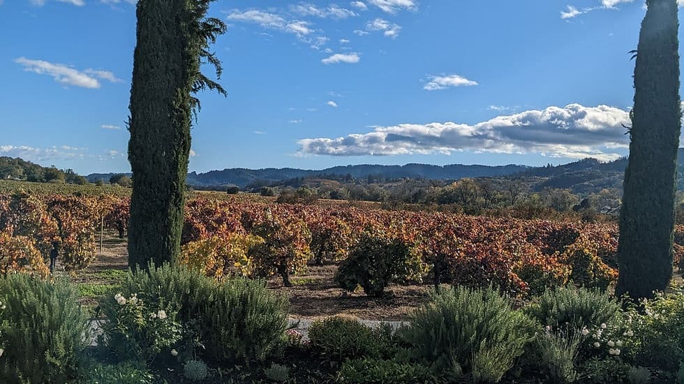 Wine Country Tour with Dry Creek Valley Excellence