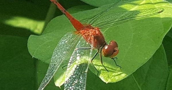 Red dragonfly perched on green leaf in lush tropical foliage