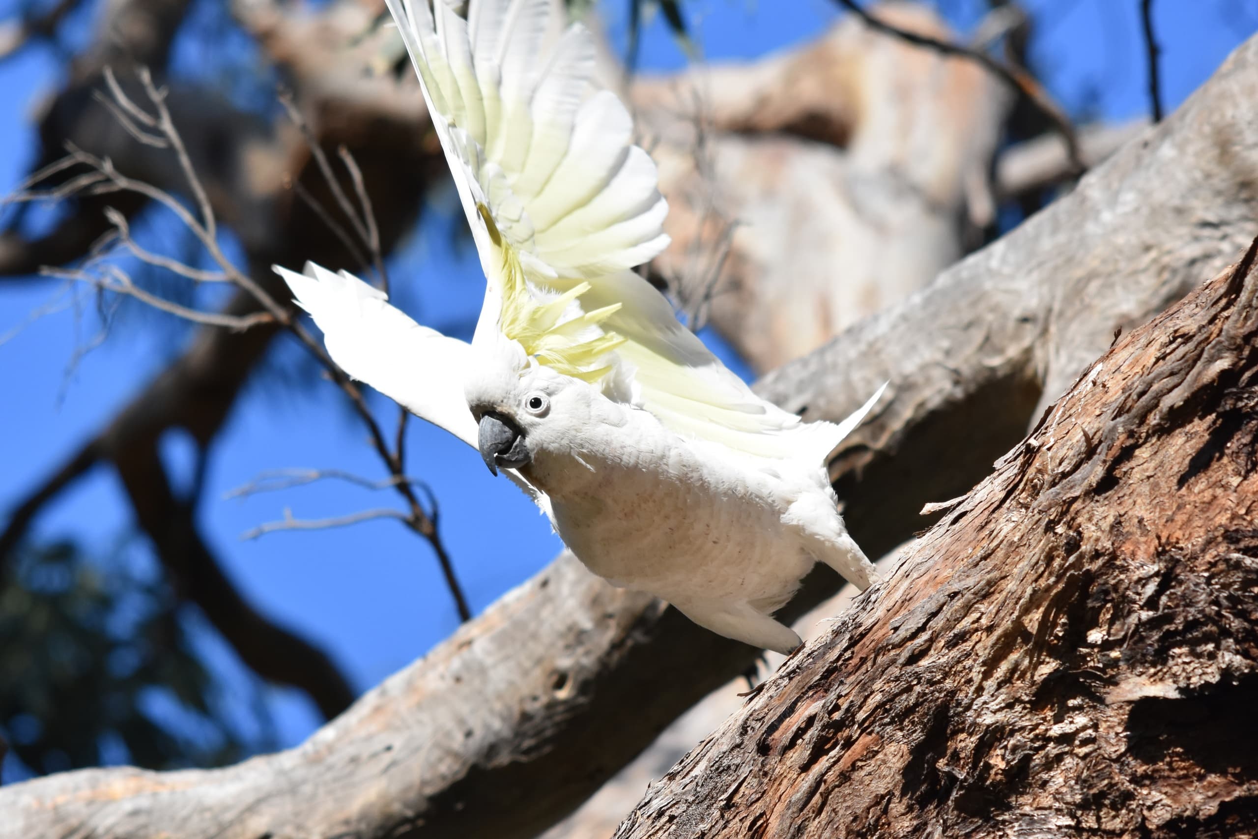 Wildlife & Nature Tour at Manly with EcoWalks