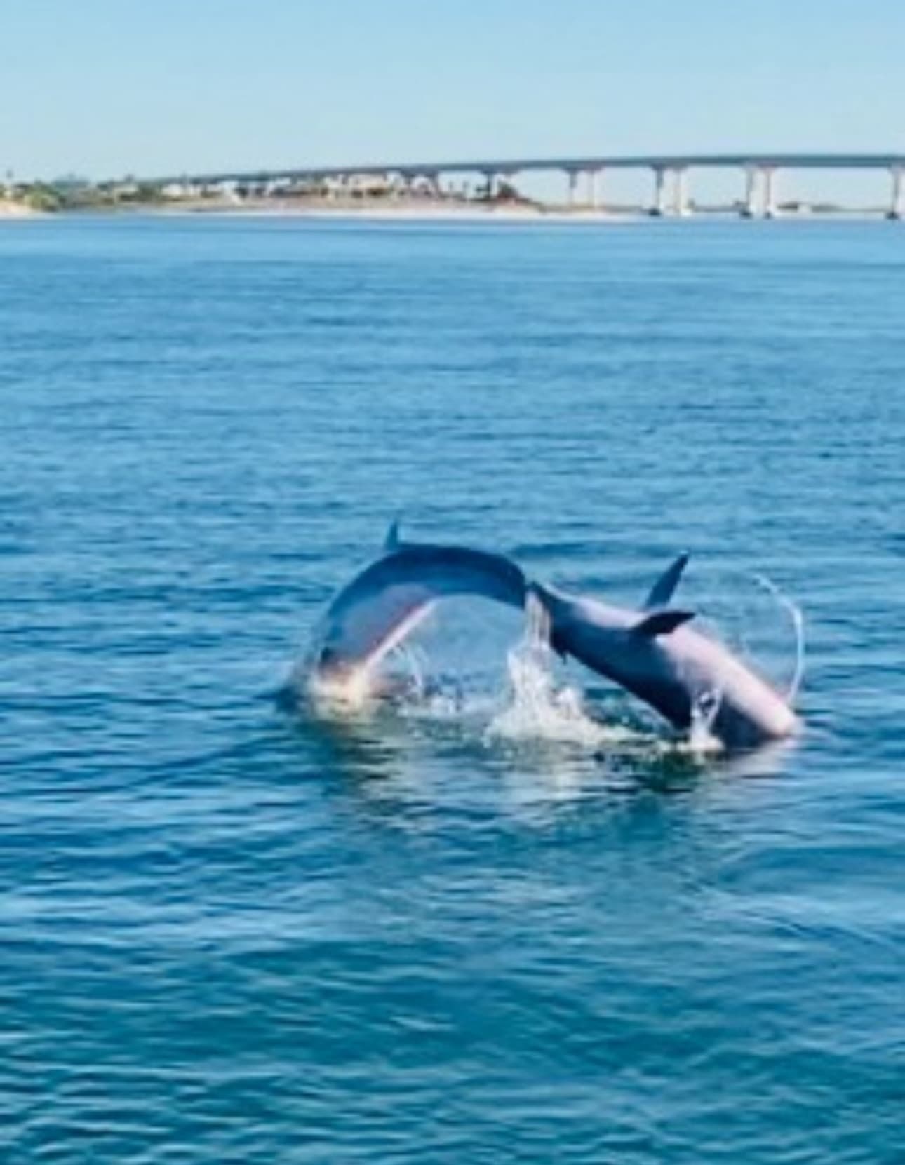 Morning Dolphin Cruises with Dolphin Tales in Orange Beach