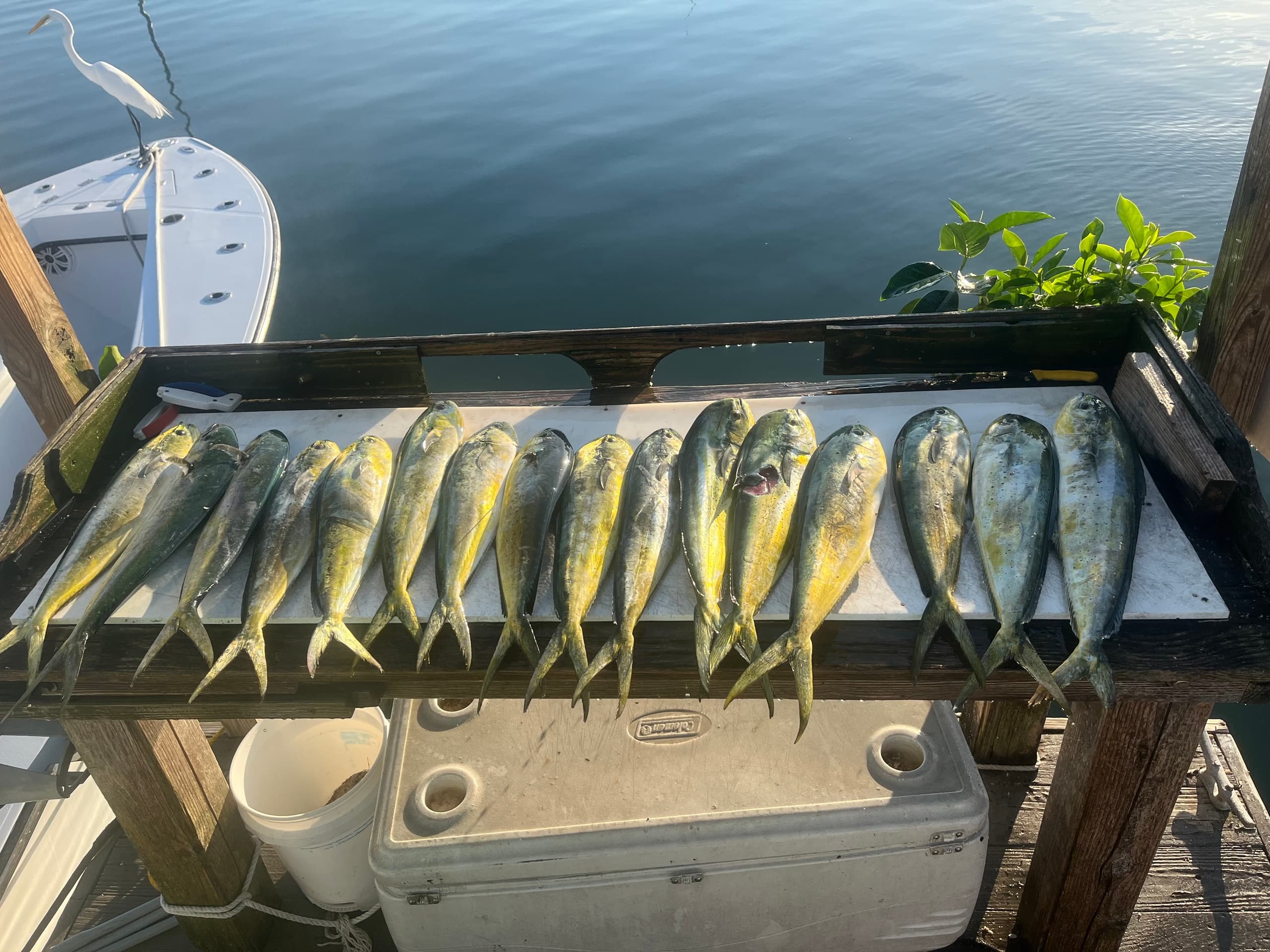 Row of yellowtail mahi laid out on boat deck, sportfishing day