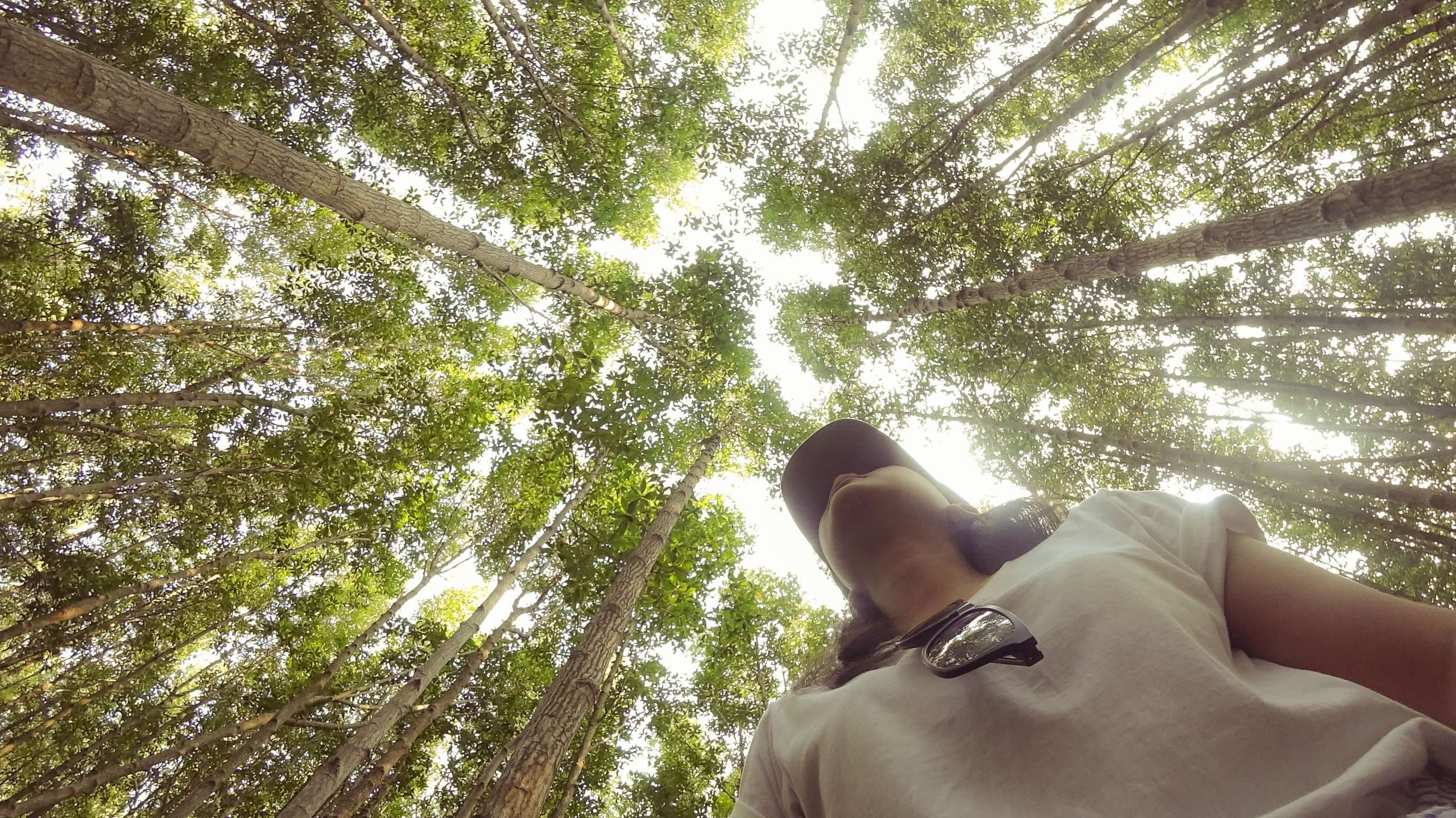 Looking up at tall forest canopy from ground for perspective