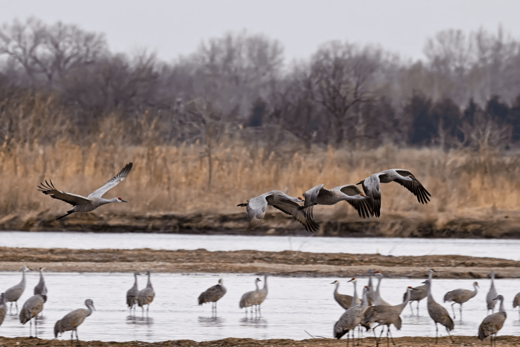 Pine Island Walking Tour in Corolla: Guided Audubon Sanctuary Walk