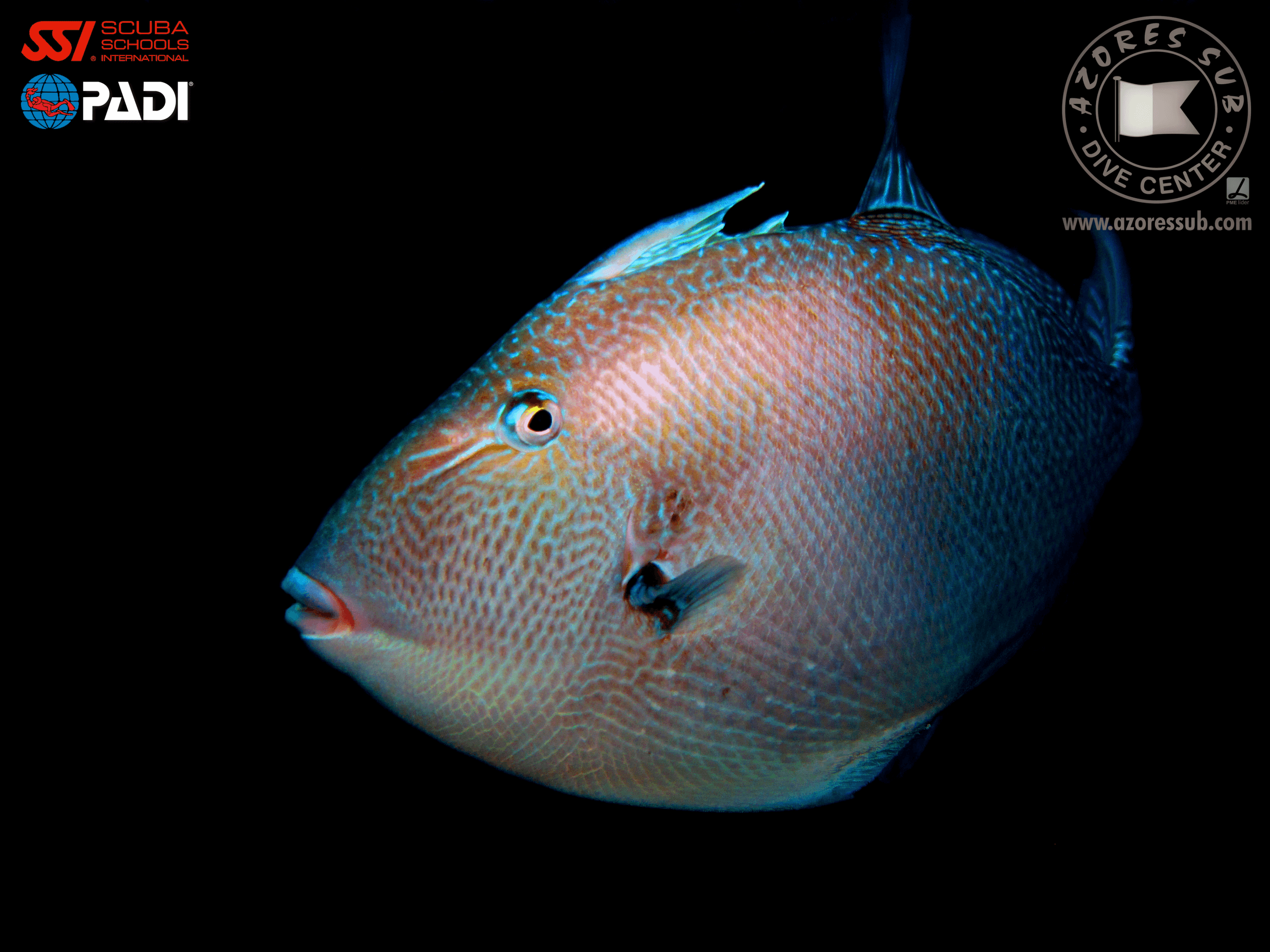 Night Diving Adventure with Azores Sub, Lda