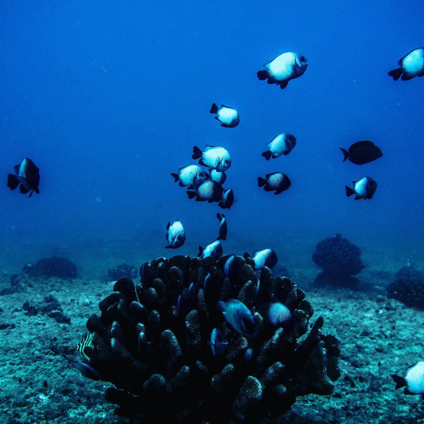 Scuba Diving Certification with Hawaii Dive Center
