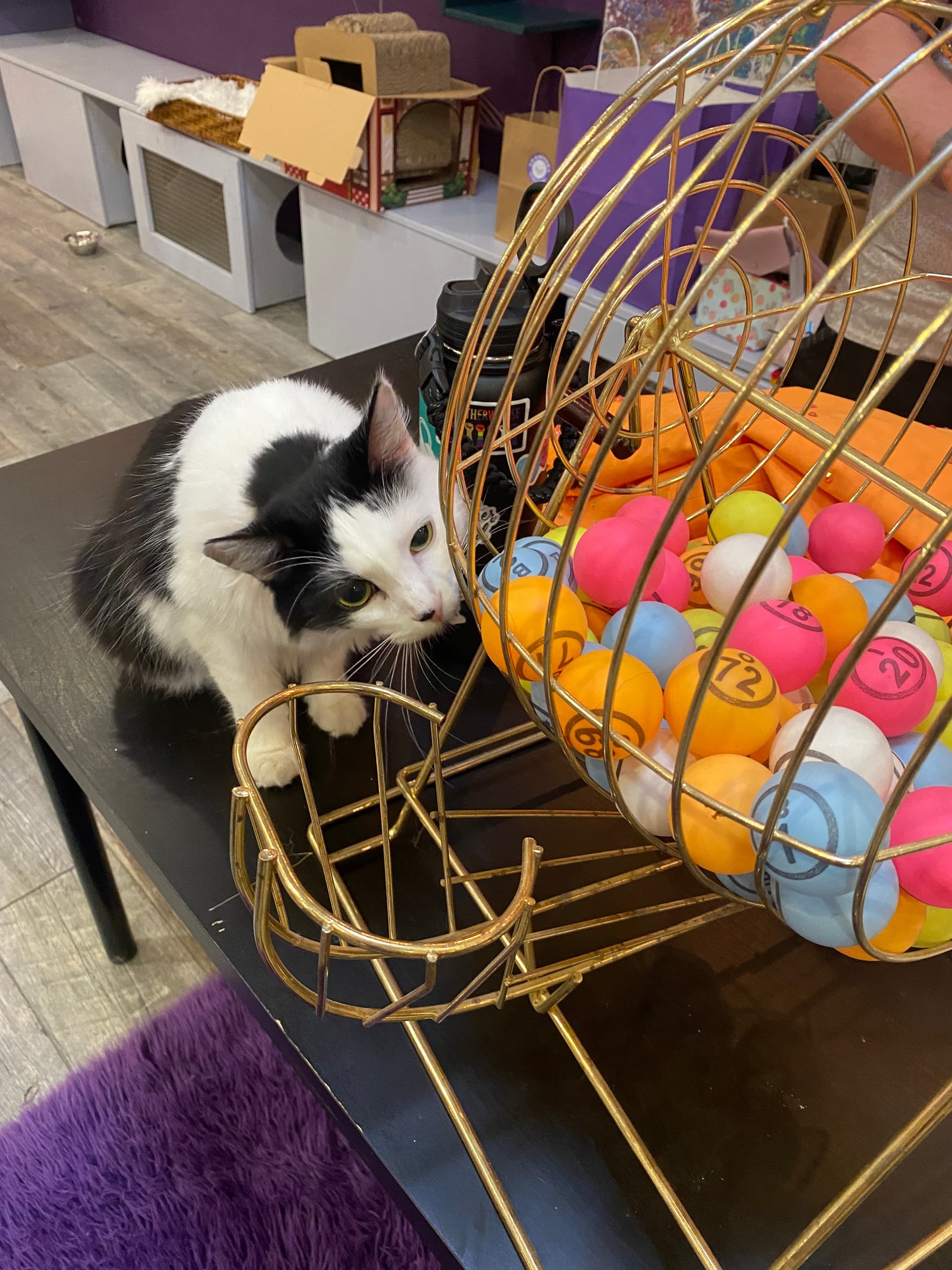 Land Adventures: Drag Bingo at PHX Cat Cafe