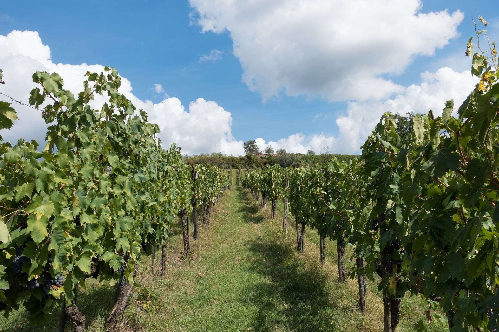 Small-Group Chianti Classico Tour from Florence: Wine, Villages & Family Wineries photo 1