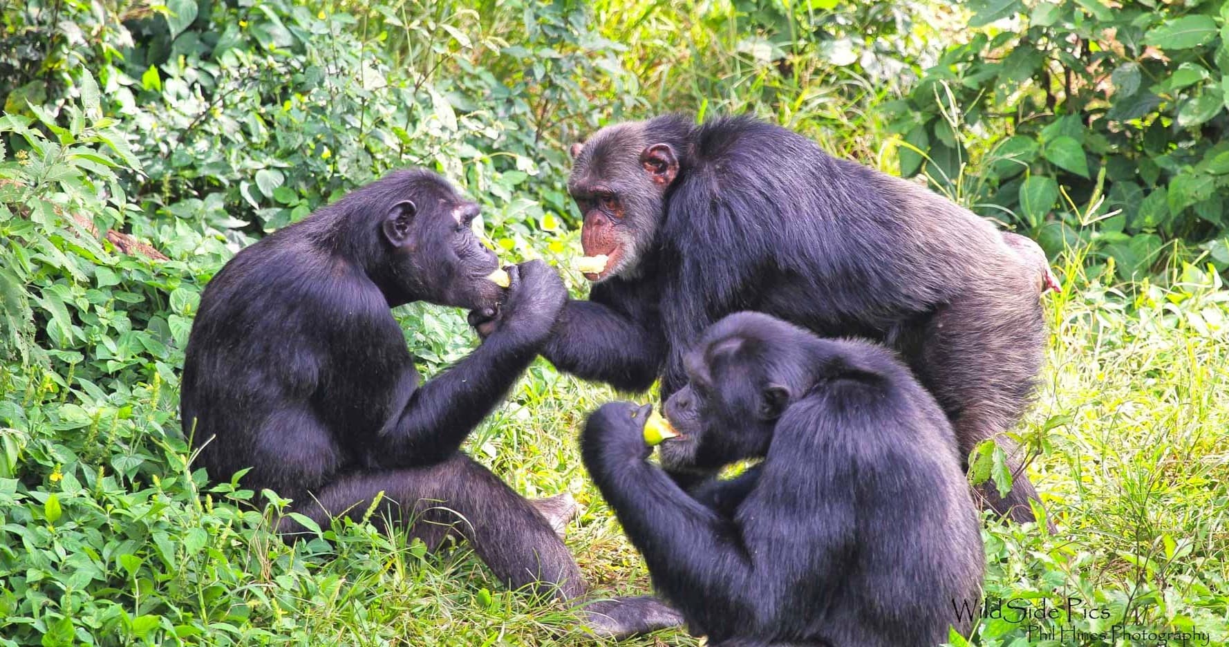 11-Day Ugandan Gorillas & Falls Adventure from Anchorage