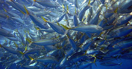 School of fish swimming offshore in Gulf waters, underwater action
