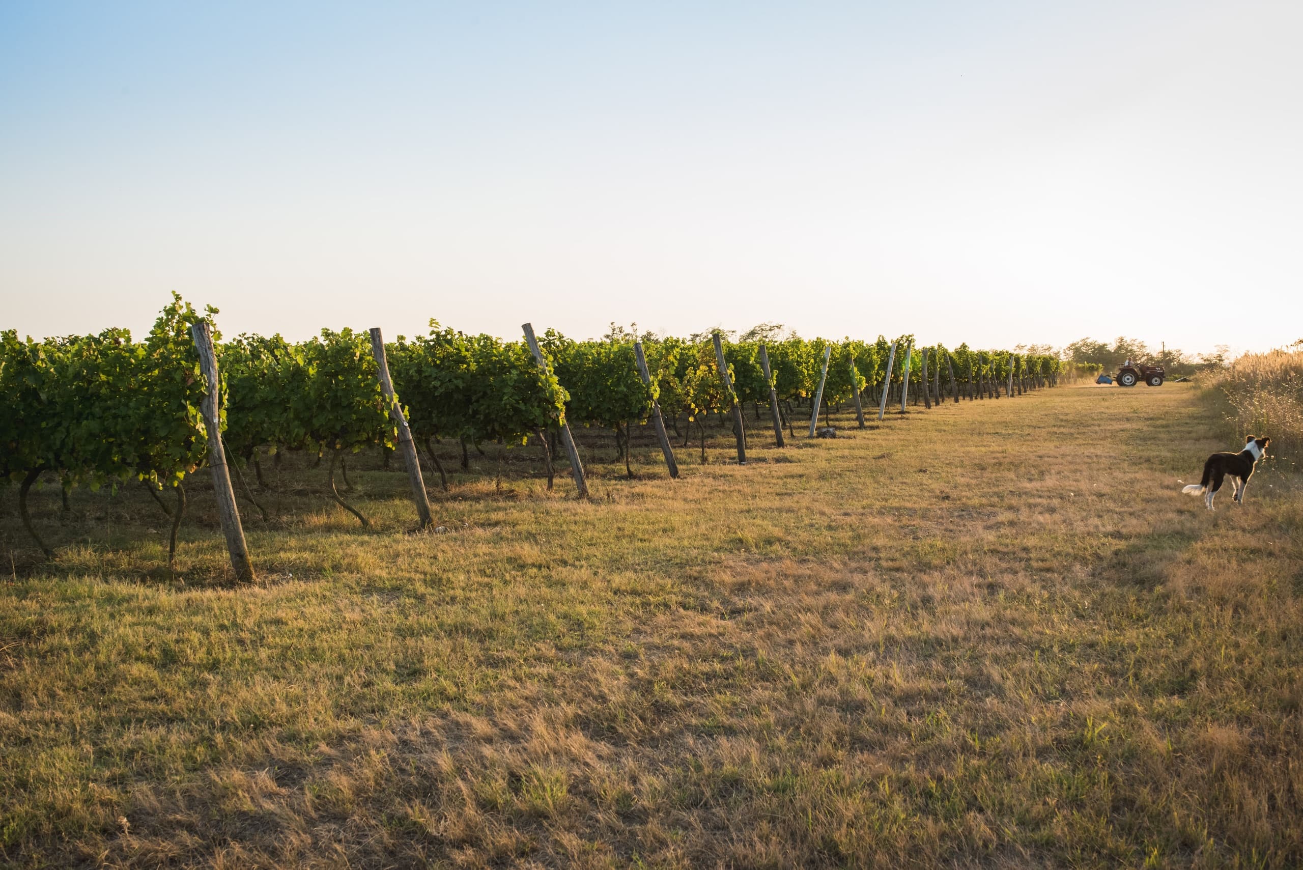 Vineyard Wine Tours with Prisoe Wine in Varna