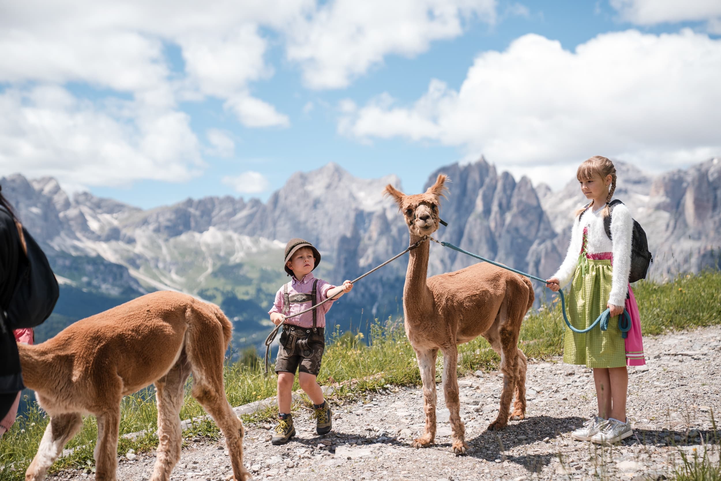 Land Adventures with Alpacas at Buffaure Trail