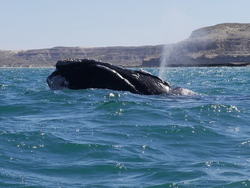 Marine Adventure & Sailing with Buenos Aires Tours in Puerto Madryn