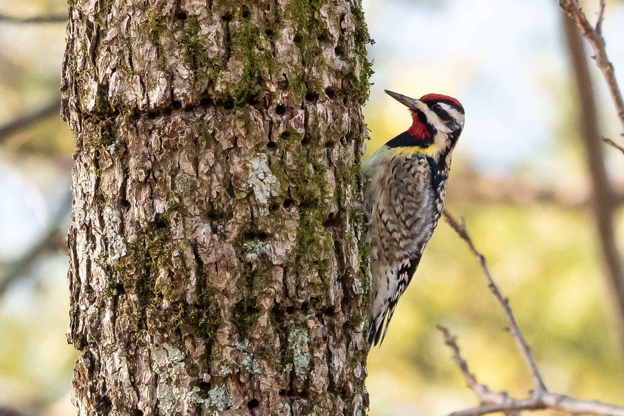 Columbia SC Bird Walk: 30+ Lexington County Hotspots with Captain Zach photo 3