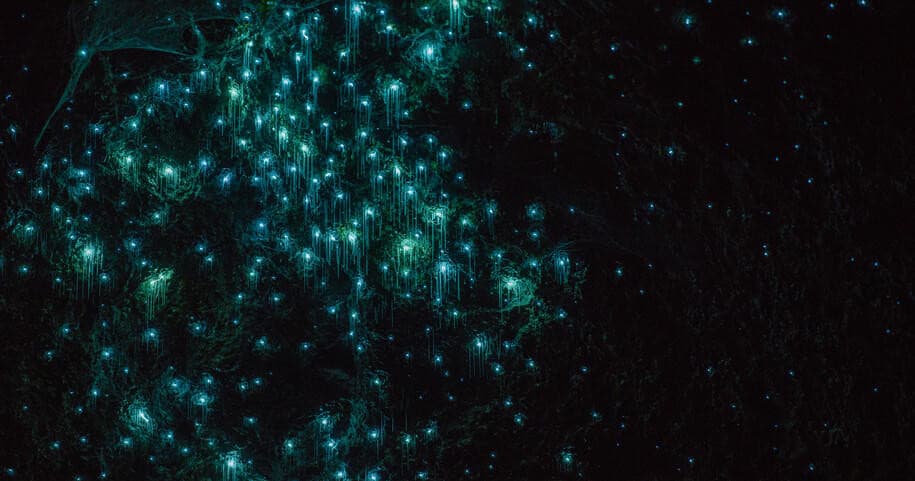 Water Activities & Riverside Adventures Waikato: Glow Worm Kayak Tour