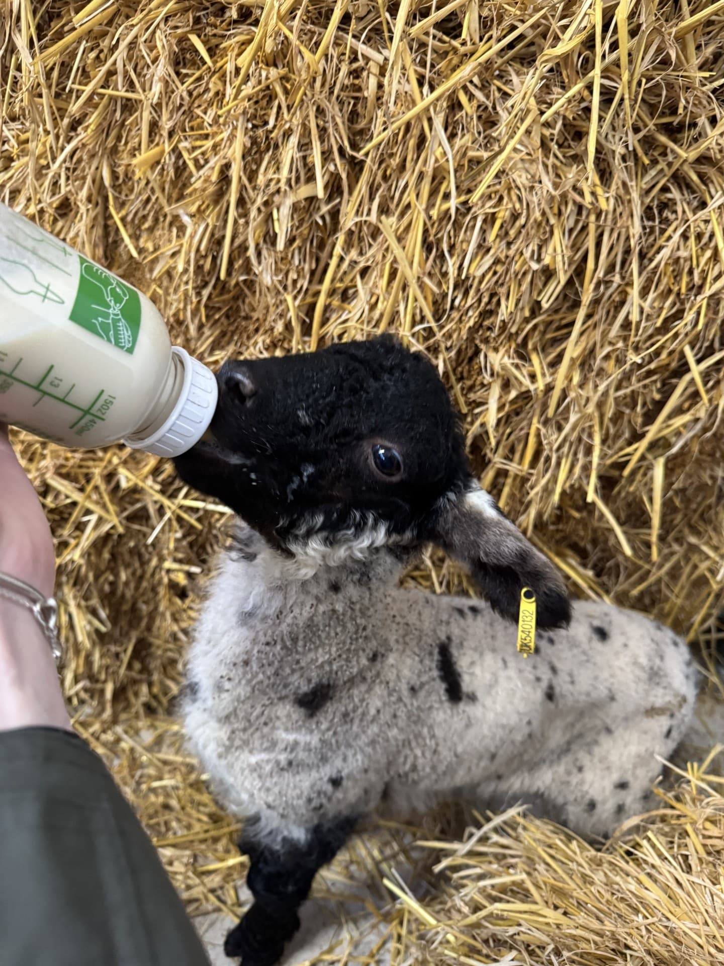 Evening Lamb Bottle Feeding at Upper Dysart Larder, Montrose