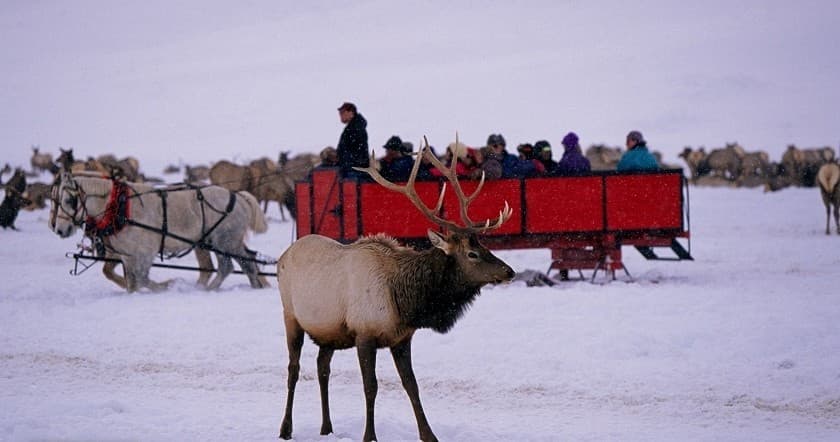 Winter Wildlife & Horse-Drawn Sleigh in Grand Teton National Park