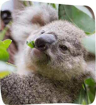Currumbin Wildlife Sanctuary: Up-Close Encounters Near the Gold Coast photo 3