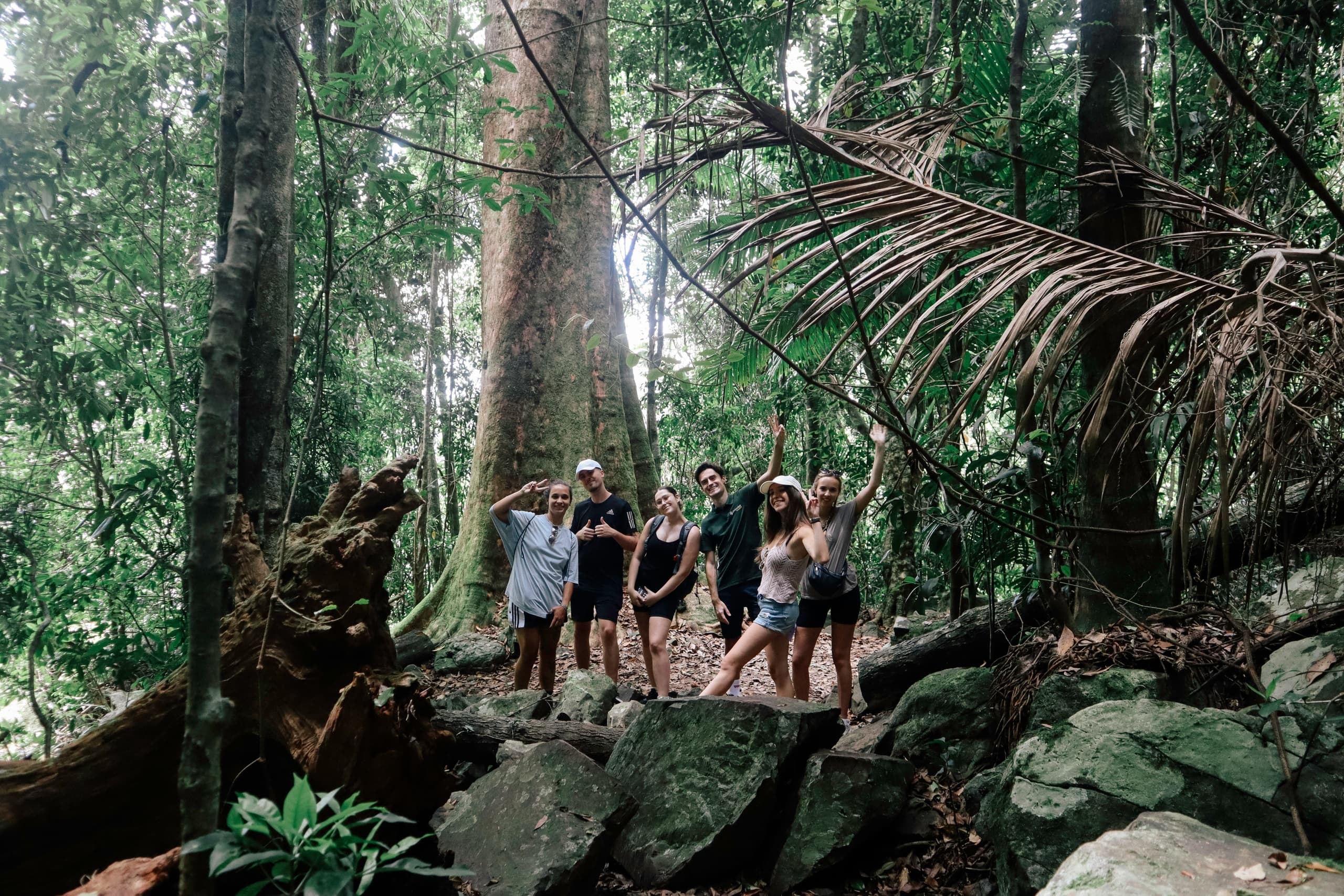 Waterfalls & Lookouts: Springbrook National Park Tour by Paradise Tours