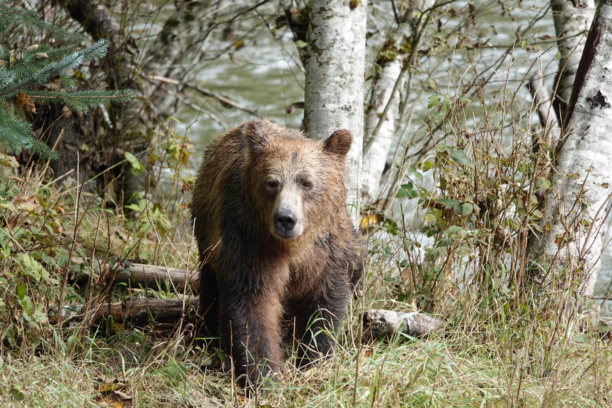 Grizzly Tour - Toba with Campbell River Adventure Tours