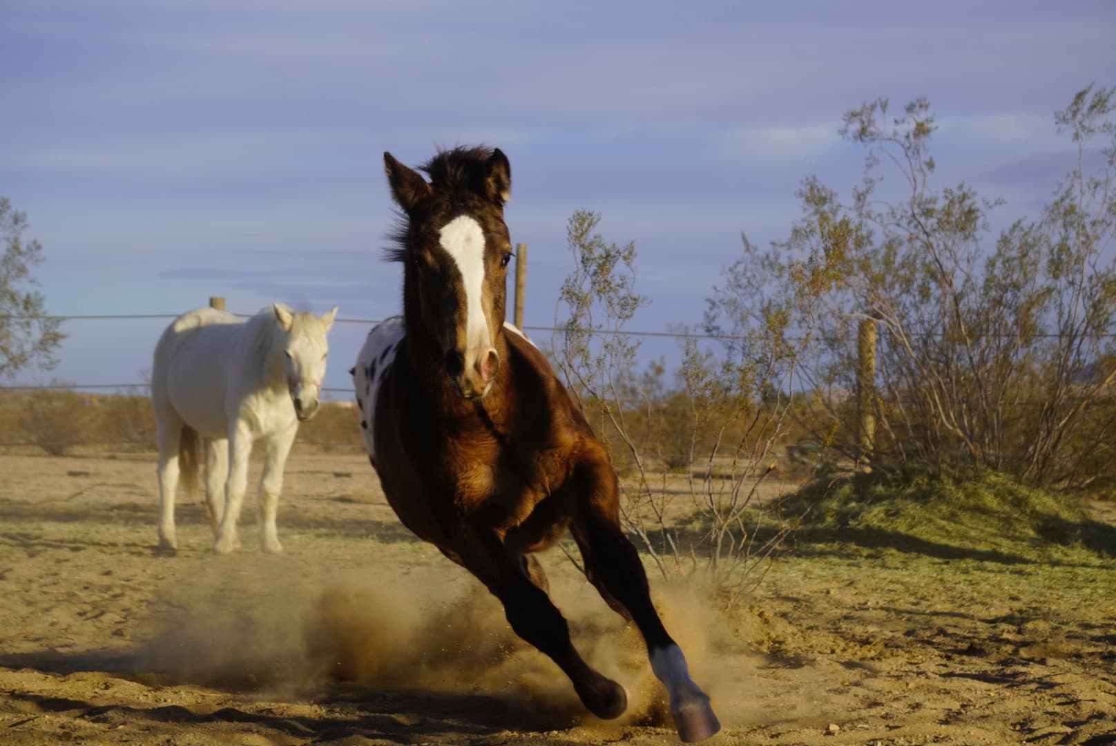 Connect with Joshua Tree’s Mustangs and Goats: The 1 Hour Visitor Pass Experience