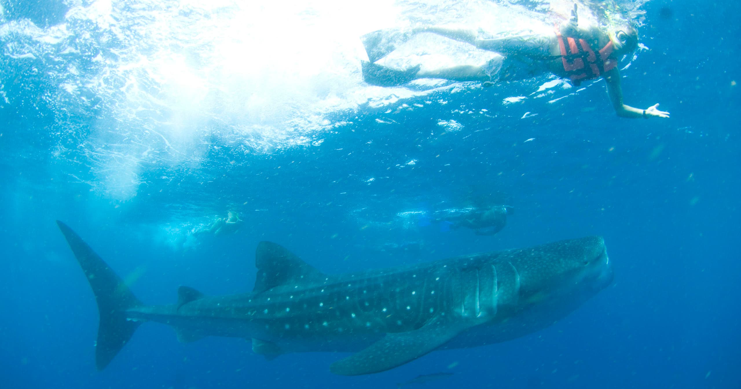 Wildlife & Marine Adventures with EcoColors Tours