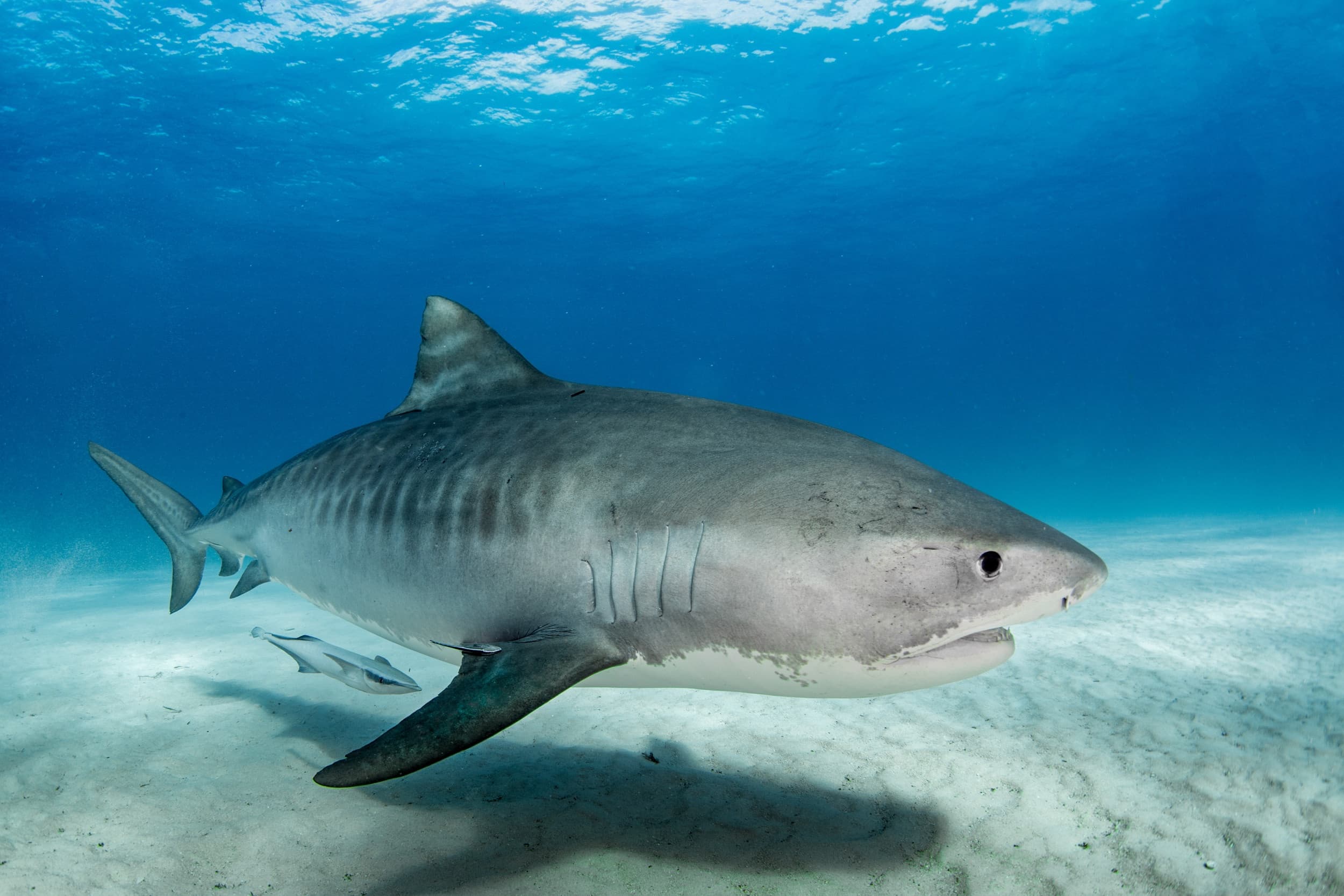 Tiger shark swimming over sandy seabed in clear Hawaiian waters