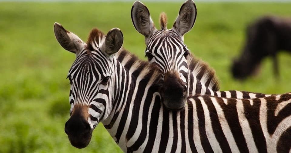 Two zebras close-up in grassy African savanna, heads together