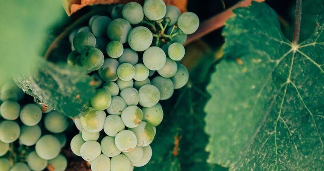 Close-up green grapes on vineyard vine during sunny harvest