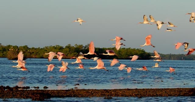 Boat Tour in Marco Island, Florida