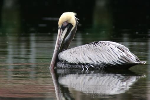 Birding & Wildlife Safari at Dolphin Discoveries Hilton Head