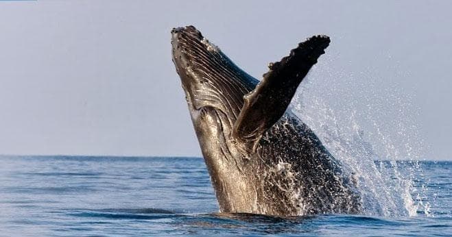 Kayak Whale Watch Adventure in Kihei, Hawaii