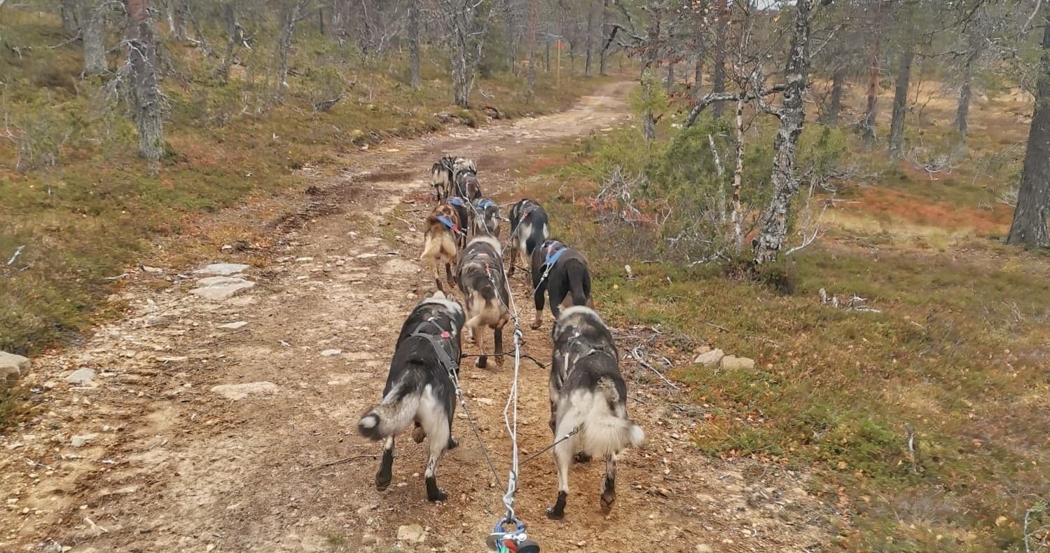 Wildlife & Land Adventures: Autumn Husky Safari at Northern Lights Village Saariselkä